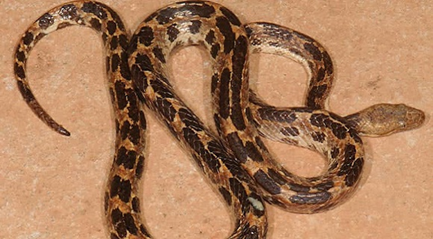 La nueva especie descubierta en Cuba: Tropidophis steinleini sp. nov.&nbsp;