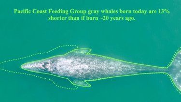 Esquema que muestra la disminución de longitud entre una ballena gris en el área estudiada adulta nacida antes de 2000 y una ballena gris nacida en 2020.