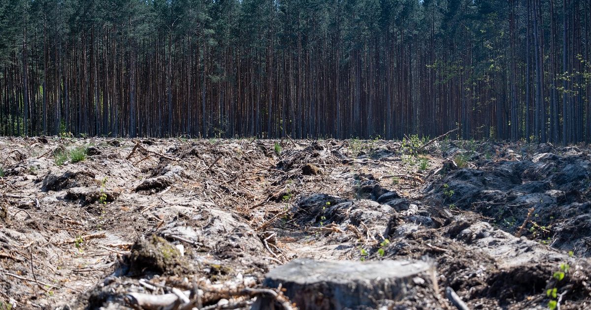 La deforestación se desacelera en el mundo pero sigue siendo demasiado rápida, advierte la FAO