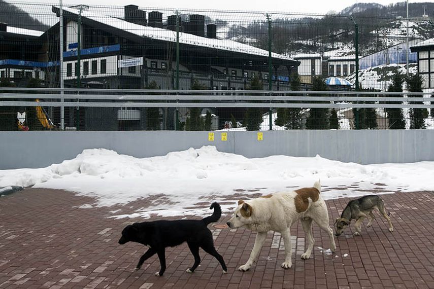 Tres perros callejeros se pasean el lunes frente al Parque Rosa Khutor, donde se disputarán algunas de las pruebas de los Juegos Olímpicos de Invierno en Sochi, Rusia. (AP)