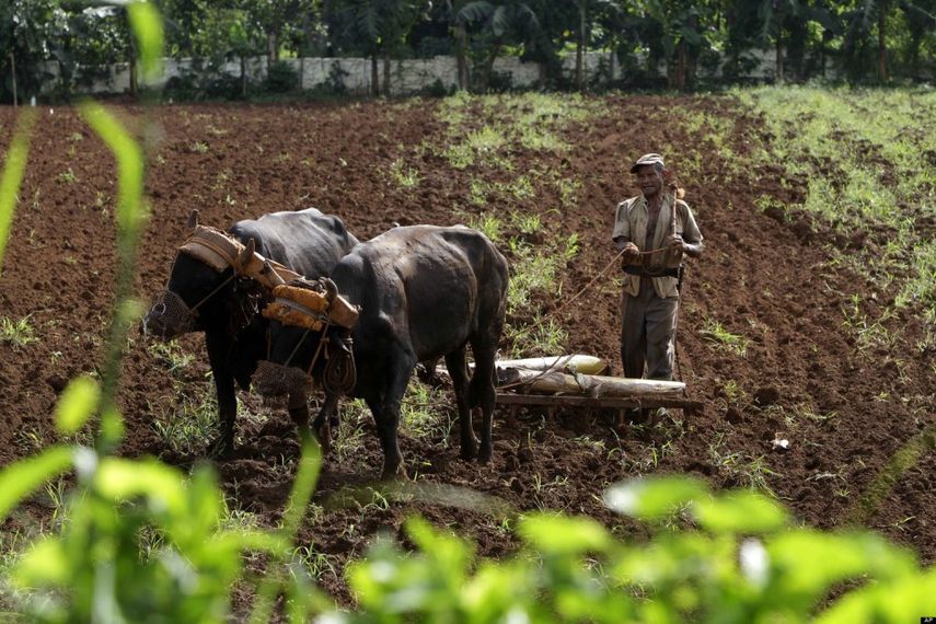 La crisis de la ganadería en Cuba es mayúscula. Según datos del Ministerio de Agricultura, solo en 2013 murieron 184.000 cabezas de ganado vacuno por desnutrición. (EFE)