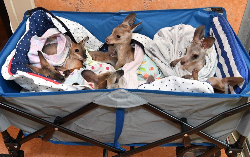 Peque&ntilde;os canguros y&nbsp;wallabies&nbsp;en un carrito mientras son atendidos&nbsp;en el Hospital de Vida Silvestre del Zool&oacute;gico de Australia, despu&eacute;s de perder a sus padres.