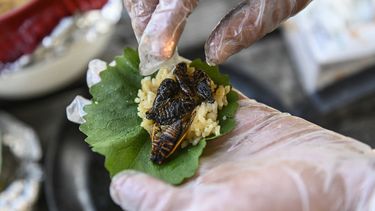 El sushi roll de cigarra del chef Bun Lai.