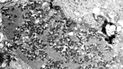 Imagen de un telescopio electrónico, proporcionada por los Centros para el Control y la Prevención de Enfermedades de Estados Unidos, muestra virus de la rabia, oscuros y en forma de bala, dentro de una muestra de tejido infectado.