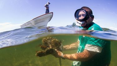 Fotografía cedida por Environmental defense Fund, fechada el 15 de septiembre de 2015, en la que se observa a un pescador en la Playa de Altata en Navolato, Sinaloa (México). Los esfuerzos en pesca sustentable no serán suficientes para frenar la merma en las poblaciones de peces si no van acompañados de medidas que mitiguen el cambio climático de forma significativa, sostiene el ecólogo Jorge García Molinos.