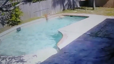 Rescataron a dos perros pitbulls que habían caído en una piscina en Miami.
