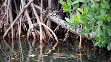 Los manglares, que ofrecen protección contra la erosión de las zonas costeras, forman parte de muchos parques estatales y reservas naturales de Florida. 