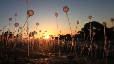 Pinecrest Gardens presenta la exposición Forest and Field of Light del artista británico Bruce Munro.