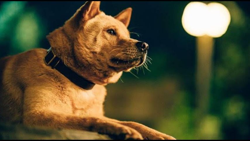 Imagen de la película Hachiko 2, del realizador chino Ang Xu.