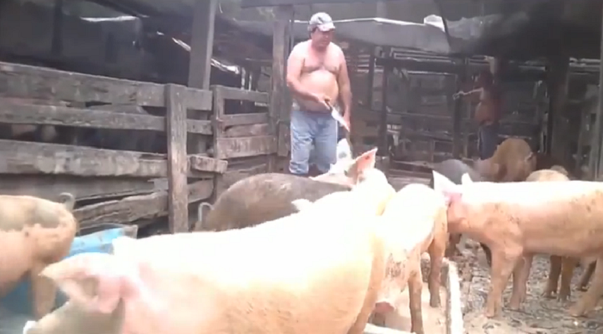 Según el cuerpo policial, aproximadamente 750 animales fueron recuperados. (ANIMAL RECOVERY MISSION)