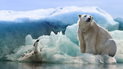 Oso polar hiere a una turista en Noruega Oso polar hiere a una turista en Noruega