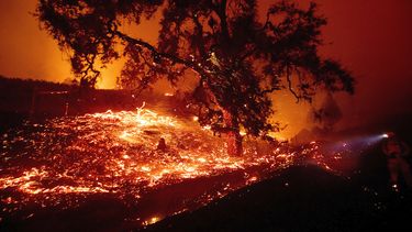 Las brasas vuelan desde un &aacute;rbol durante un incendio forestal avivado por los fuertes vientos cerca de Geyserville, California, el jueves 24 de octubre de 2019.&nbsp;