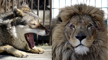 Al la izquierda, un lobo de nombre Akyla dentro de un recinto en Radauti, Rumania, el miércoles 23 de marzo de 2022. En la derecha, el león llamado Simba en el mismo zoológico. 