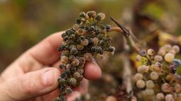 Viñedos en California, un estado gobernado por el radicalismo de izquierda que ha destruido la agricultura y las empresas con sus nefastas políticas económicas. Viñedos en California, un estado gobernado por el radicalismo de izquierda que ha destruido la agricultura y las empresas con sus nefastas políticas económicas.