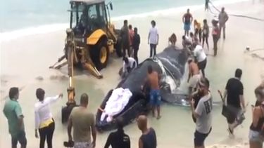 La ballena que encalló en una playa de la costa de Río de Janeiro fue devuelta al mar el domingo y hallada muerta este martes 24 de octubre.