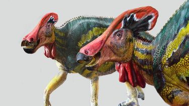 Descubren nueva especie de dinosaurio parlanchín en México
