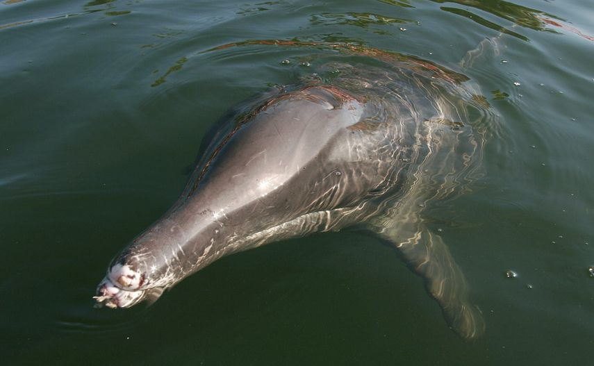 Científicos de la Administración Nacional de Océanos y Atmósfera (NOAA) señalaron que desde julio pasado se ha registrado una elevada mortalidad de delfines en la costa suroeste de Florida.