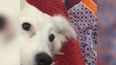 Esto mismo le pasó a Ruby, un cruce de Jack Russell, cuando su dueña Frederic Com, de Godmanchester (Inglaterra), le dijo a su perrita que tal vez era hora de bajar de peso.