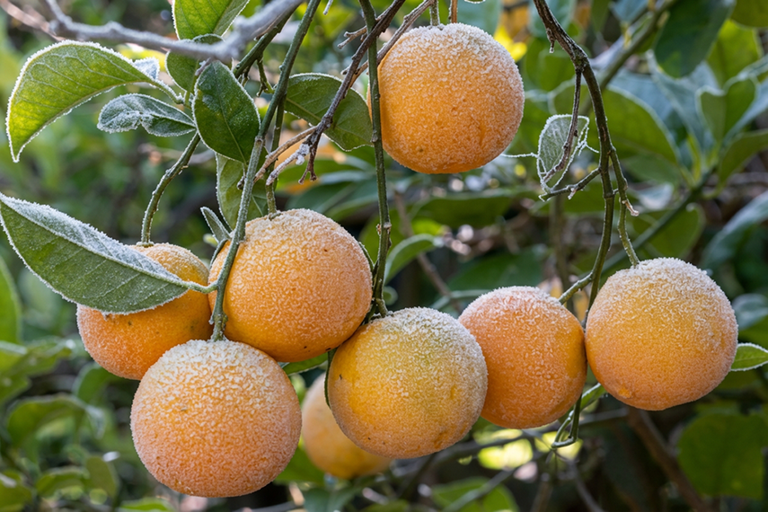 Naranjas.
