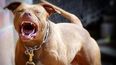Los perros de la raza pitbull son considerados muy peligrosos y en diferentes estados de EEUU está prohibido tenerlos en casa. (ARCHIVO)
