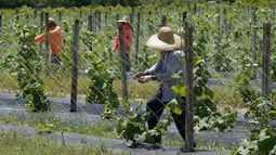 Trabajadores agrícolas ajustan el enrejado para el cultivo de melón amargo, el 5 de septiembre de 2023, en Homestead, Florida.&nbsp;