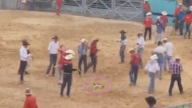 Captura de pantalla del espectáculo de rodeo en Cuba donde es acorralado y enlazado un gato.&nbsp;