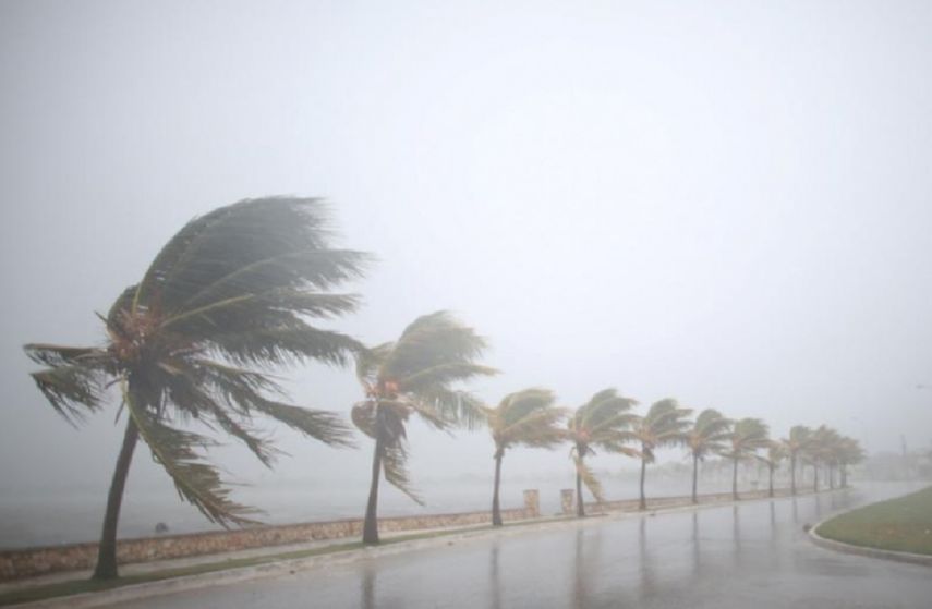 Palmeras doblándose por la fuerza del viento antes de la llegada del huracán Irma a Caibarién, este 8 de septiembre de 2017.&nbsp;
