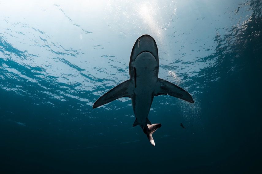 Florida es el epicentro de los ataques de tiburón, según un informe