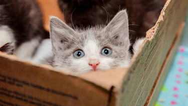 En este mismo momento, hay alrededor de 100.000 perros y gatos más en los albergues de los Estados Unidos, en comparación con el año pasado, afirma Best Friends Animal Society.&nbsp;