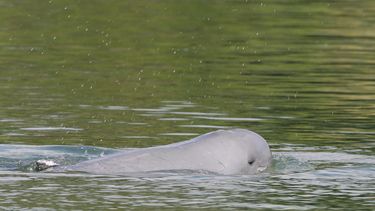 Un delfín de agua dulce nada en el Río Mekong cerca de la aldea Kampi, en la provincia de Kratie, al noreste de Nom Pen, Camboya, el 17 de marzo de 2009. 
