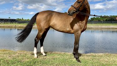Quilina, uno de los catorce caballos de salto confiscados a Alejandro Andrade, quien fue guardaespaldas de Hugo Chávez y tesorero nacional de Venezuela.