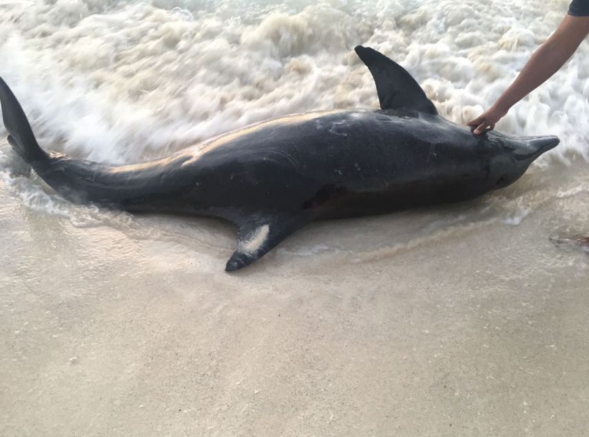 Desde hace años se dejaron de observar en Cancún grandes grupos de delfines