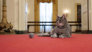 Willow, la nueva gata mascota de la familia Biden, se adapta a la Casa Blanca el miércoles 27 de enero de 2022, en Washington.&nbsp;