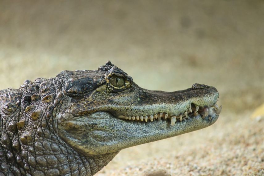 Un caimán de gran tamaño se paseaba por un barrio en Florida.
