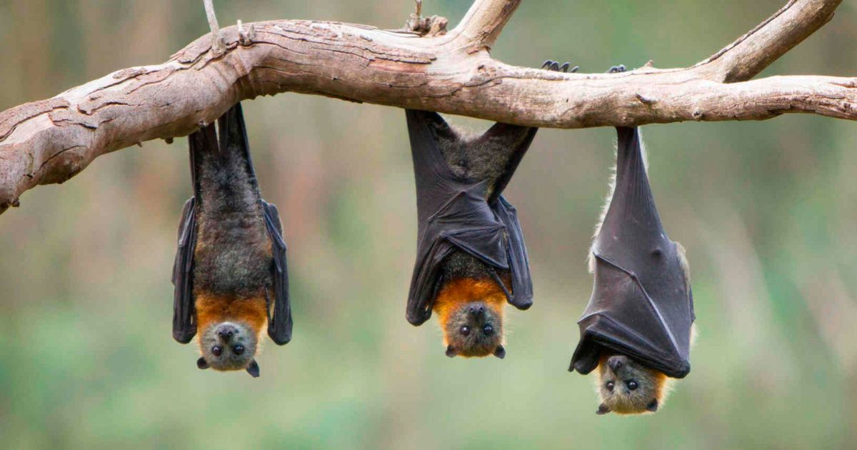 añadir Tres Bóveda Analizan utilizar murciélagos para combatir el zika en Miami Beach