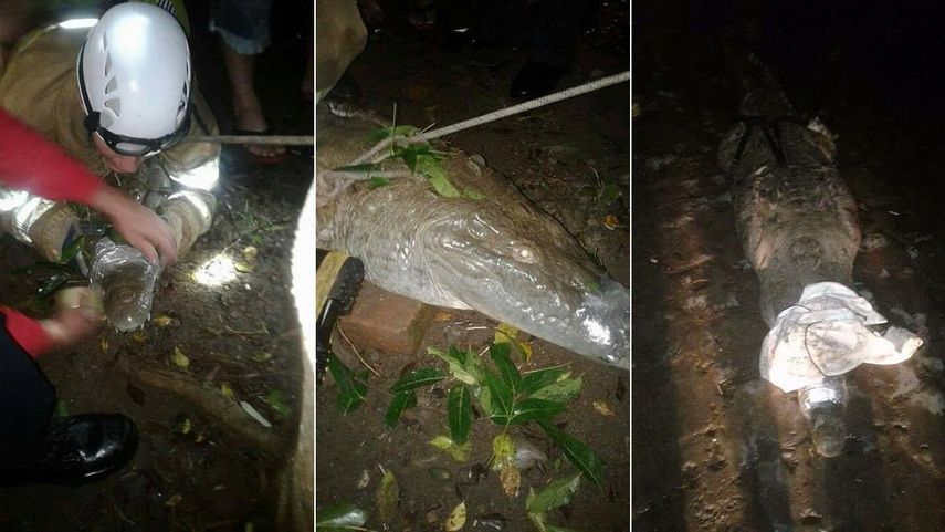 Las autoridades creen que el cocodrilo pudo alcanzar la ciudad desde la costa sur del Gran Lago de Nicaragua, a través de un río desbordado.