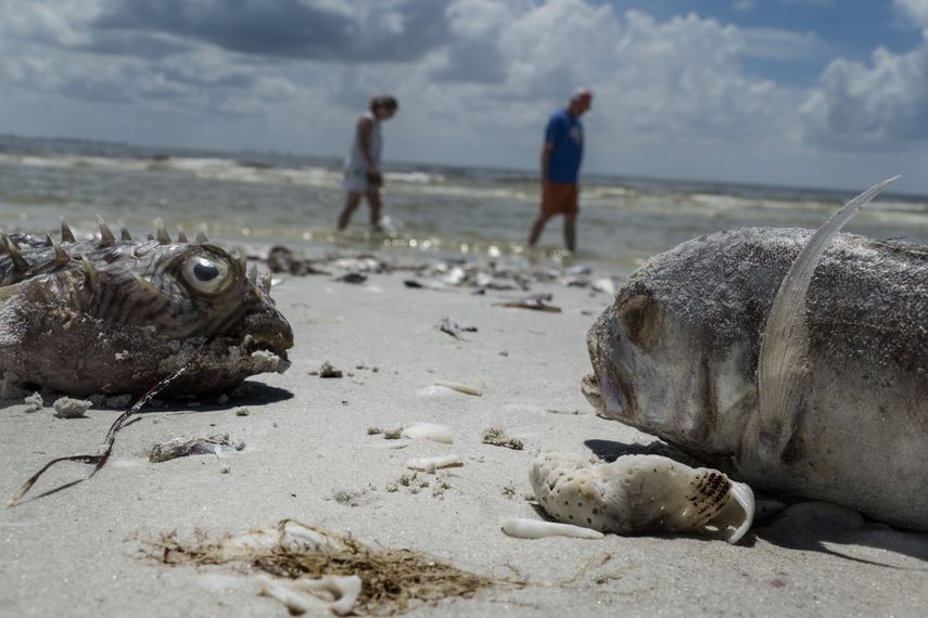 Miles de peces, centenares de tortugas, anguilas y hasta algún manatí han muerto en las últimas semanas en las playas de la costa suroeste de la península floridana.