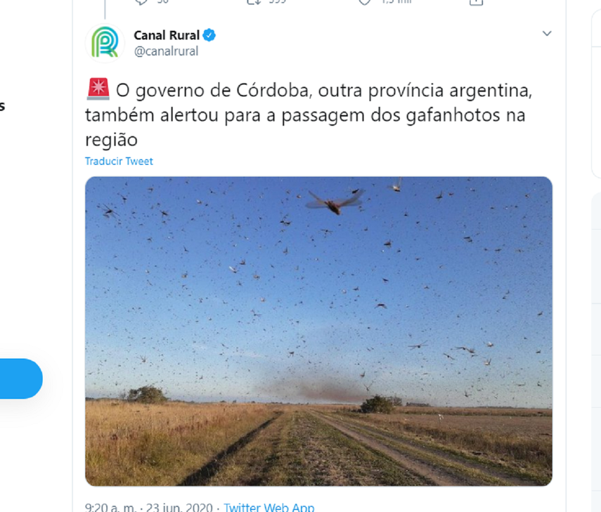 En Argentina la langosta caus&oacute; estragos en siembras del norte.&nbsp;