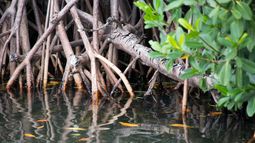 Los manglares, que ofrecen protección contra la erosión de las zonas costeras, forman parte de muchos parques estatales y reservas naturales de Florida.&nbsp;