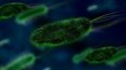 Según la&nbsp;definición de&nbsp;los Centros para el Control y la Prevención de Efermedades (CDC), la fascitis necrosante es una infección bacteriana rara que se propaga por el cuerpo rápidamente y puede causar la muerte.&nbsp;