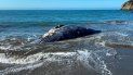 Esta foto del 8 de abril del 2021 proveída por el Centro de Mamíferos Marinos muestra a una ballena hembra adulta muerta en Muir Beach, en la Bahia de San Francisco. Esta foto del 8 de abril del 2021 proveída por el Centro de Mamíferos Marinos muestra a una ballena hembra adulta muerta en Muir Beach, en la Bahia de San Francisco.
