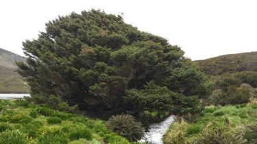 Este ejemplar de pícea de Sitka no tiene a ningún otro árbol en 200 kilómetros a la redonda.