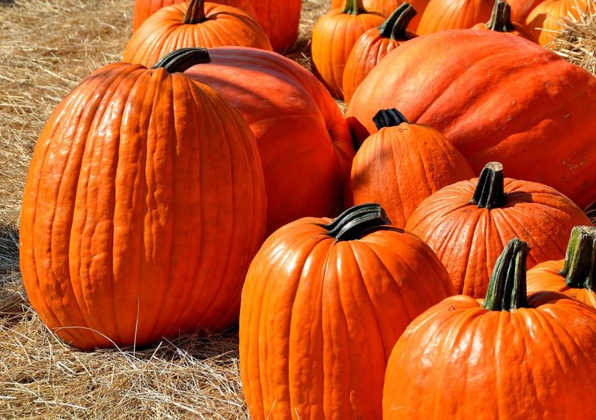 El National Pumpki Day o Día Nacional de la Calabaza se celebra en EEUU según la versatilidad de este fruto importante en la tradición. &nbsp;&nbsp;