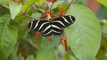 El observatorio de mariposas del Fairchild Tropical Botanic Garden abre todos los días de 9:30-4:30 p.m. (CORTESÍA). 