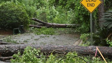 Árboles caídos bloquean una calle en Tallahassee, Florida.&nbsp;