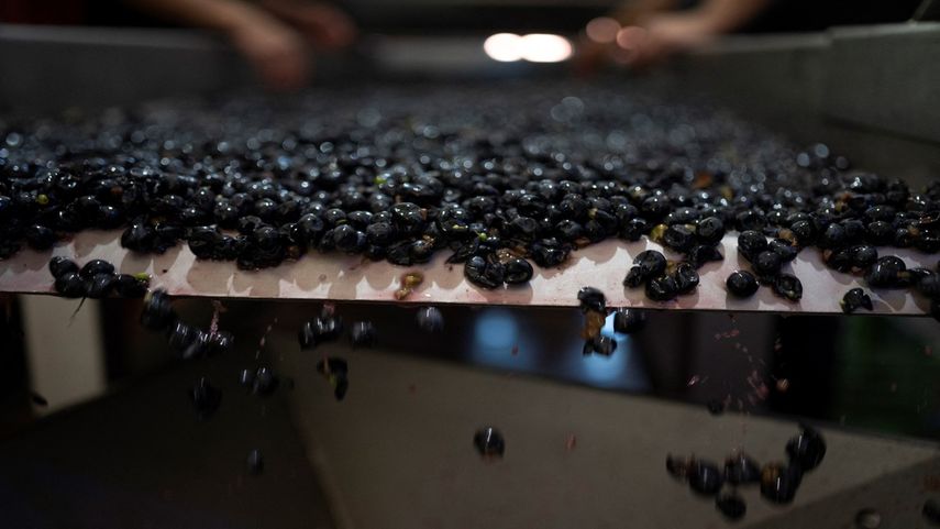 Trabajadores de viñedos inspeccionan uvas en una cinta transportadora durante la cosecha en la bodega Bouza en Melilla, Uruguay, el 13 de marzo de 2023.