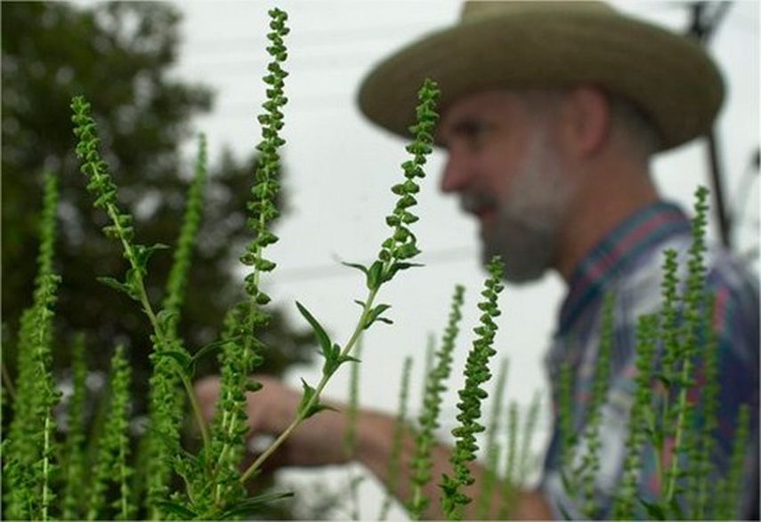 En esta imagen del 20 de agosto del 2004, Bob Johnson, especialista de Greer Labs, habla sobre las plantas de ambrosía durante un recorrido por un terreno baldío en Newark, Nueva Jersey. Las personas alérgicas al polen pueden probar nuevos tipos de inm