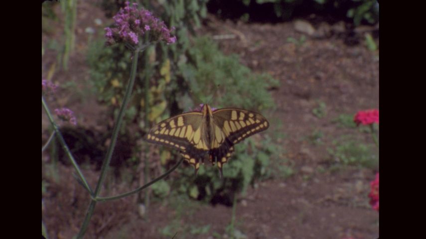 Junto a la exposición expuesta en la Nave 0 de Matadero, también tiene lugar el encuentro con la artista el día 12 de julio en el Plató de Cineteca Madrid para profundizar sobre su trabajo.