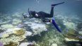 Esta foto tomada el 5 de abril de 2024 muestra a la bióloga marina Anne Hoggett inspeccionando y registrando corales blanqueados y muertos alrededor de la isla Lizard en la Gran Barrera de Coral, ubicada a 270 kilómetros (167 millas) al norte de la ciudad de Cairns. La espectacular Gran Barrera de Coral de Australia está experimentando el blanqueamiento más extendido jamás registrado, con el 73 por ciento de los arrecifes estudiados dañados. &nbsp;