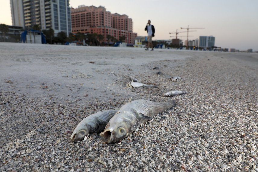 Numerosos peces muertos yacen en una playa debido a la presencia de marea roja en la playa de la localidad de Clearwater, condado Pinellas, en Florida, el jueves 9 de marzo de 2023.&nbsp;